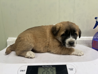 동부유기동물보호협회_426333202500072